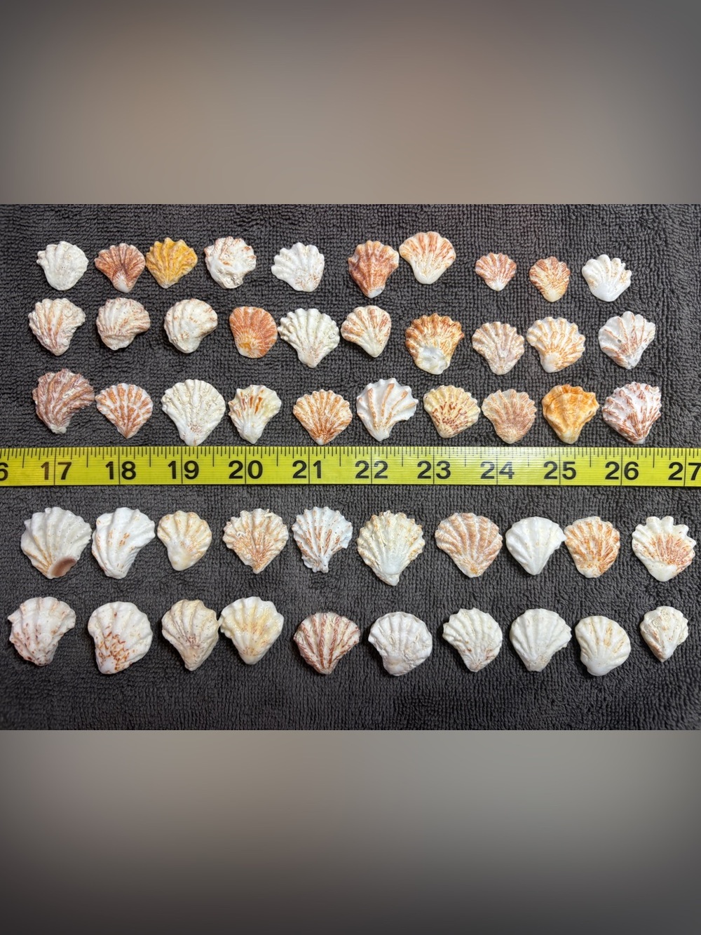 50 Sanibel Island Kitten Paw Sea Shells! Assorted Colors and Sizes!  Crafting!!!
